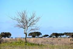 Pyrus bourgaeana