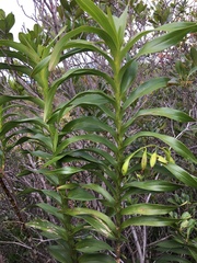 Dendrobium vandifolium