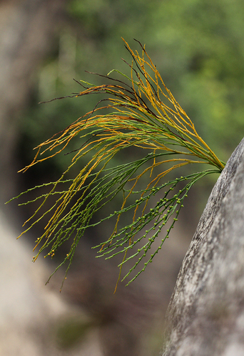 Psilotum nudum image