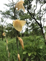 Gladiolus dalenii image