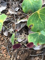 Phyllanthus montrouzieri