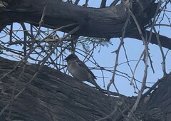 Passer domesticus