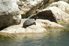 Trachemys scripta troostii