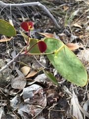 Phyllanthus montrouzieri
