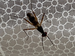 Rainieria