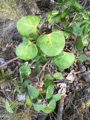 Phyllanthus montrouzieri