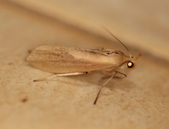 Calamidia hirta