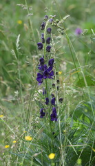 Aconitum burnatii