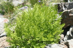 Cryptogramma crispa