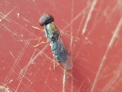 Cephalochrysa calopa