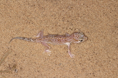 Stenodactylus leptocosymbotes