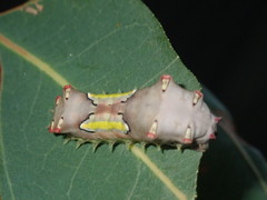 Doratifera vulnerans