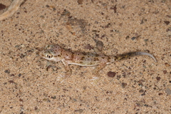 Stenodactylus leptocosymbotes