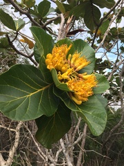 Deplanchea sessilifolia