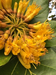 Deplanchea sessilifolia