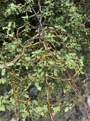 Sophora prostrata