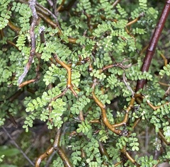 Sophora prostrata