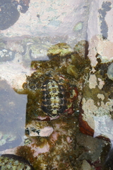 Onithochiton quercinus