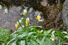 Tulipa urumiensis