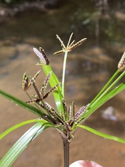 Cyperus tetraphyllus