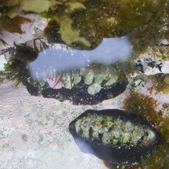 Onithochiton quercinus