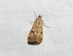 Achyra affinitalis