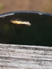 Stathmopoda auriferella
