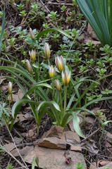 Tulipa urumiensis