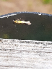 Stathmopoda auriferella
