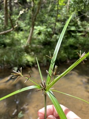 Cyperus tetraphyllus