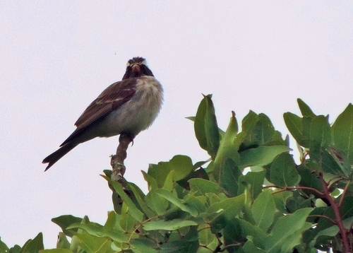 Black-eared Seedeater (Crithagra mennelli), photo 6