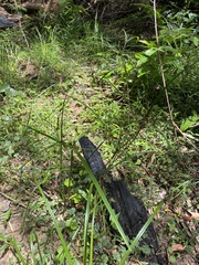 Cyperus tetraphyllus