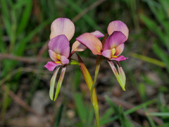 Diuris longifolia