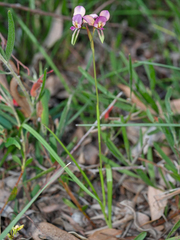Diuris longifolia
