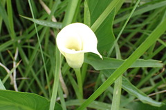 Zantedeschia albomaculata