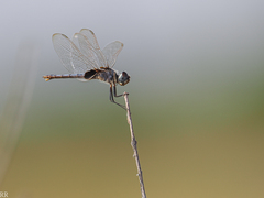 Urothemis edwardsii