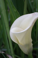 Zantedeschia albomaculata