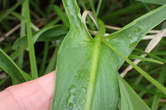 Zantedeschia albomaculata