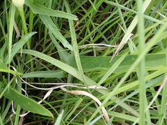 Zantedeschia albomaculata