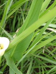 Zantedeschia albomaculata