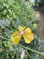 Abutilon persicum