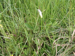 Zantedeschia albomaculata