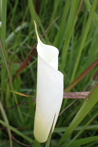 Image of Zantedeschia albomaculata by no rights reserved
