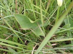 Zantedeschia albomaculata