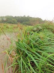 Rhynchospora corymbosa