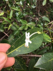Oxera neriifolia