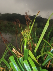 Rhynchospora corymbosa