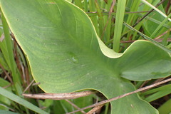 Zantedeschia albomaculata