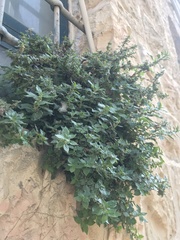 Parietaria judaica