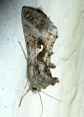 Autographa gamma